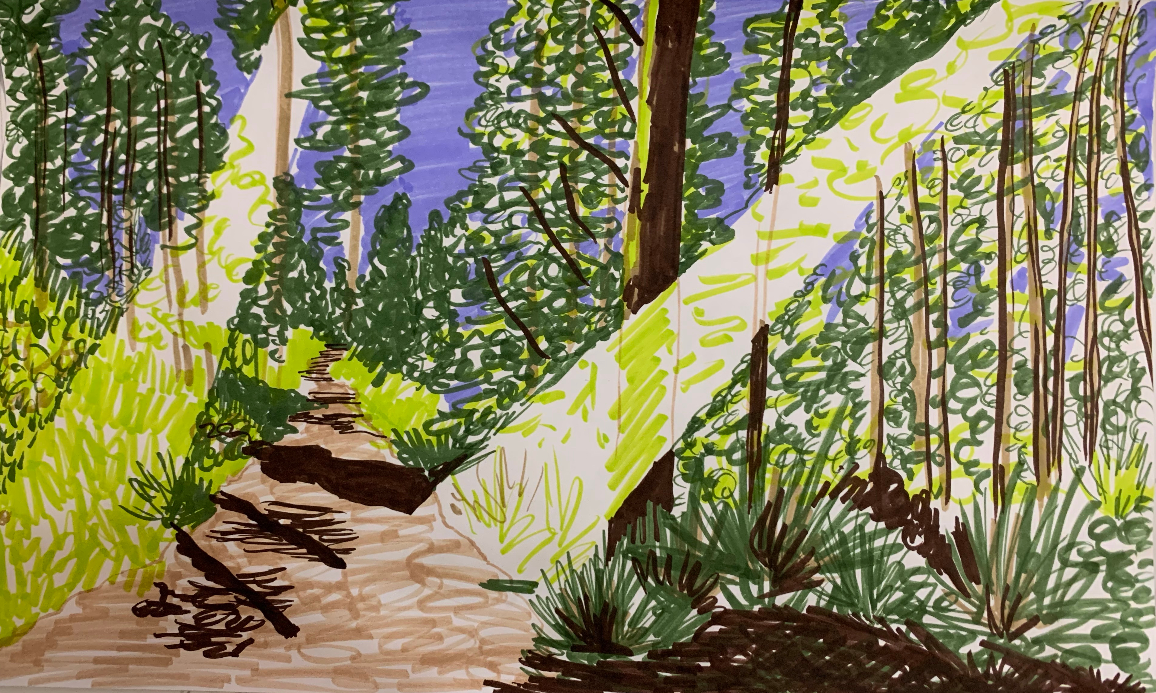 a color illustration of a forest with beams of sunlight cutting through the tree canopy